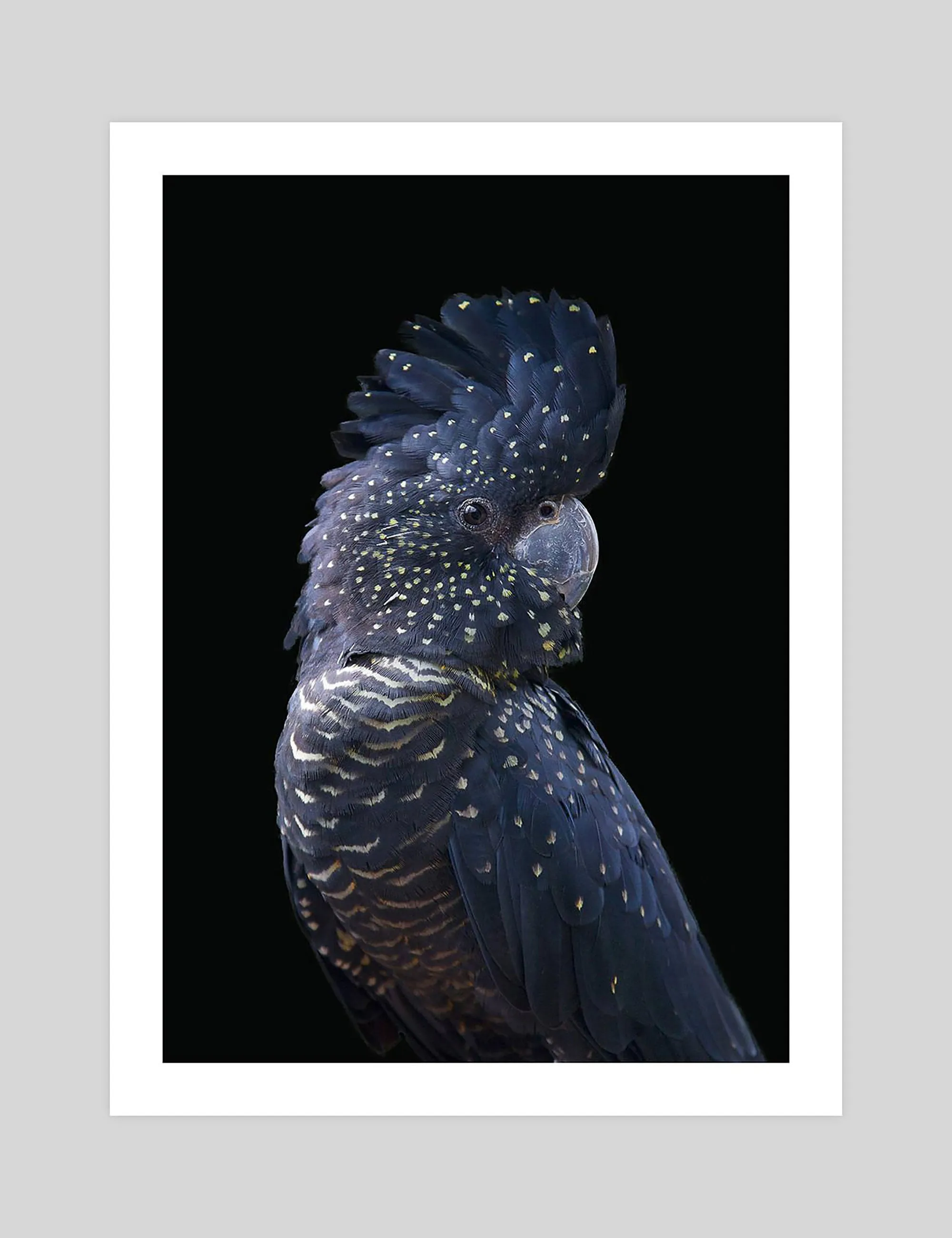 Blue Cockatoo