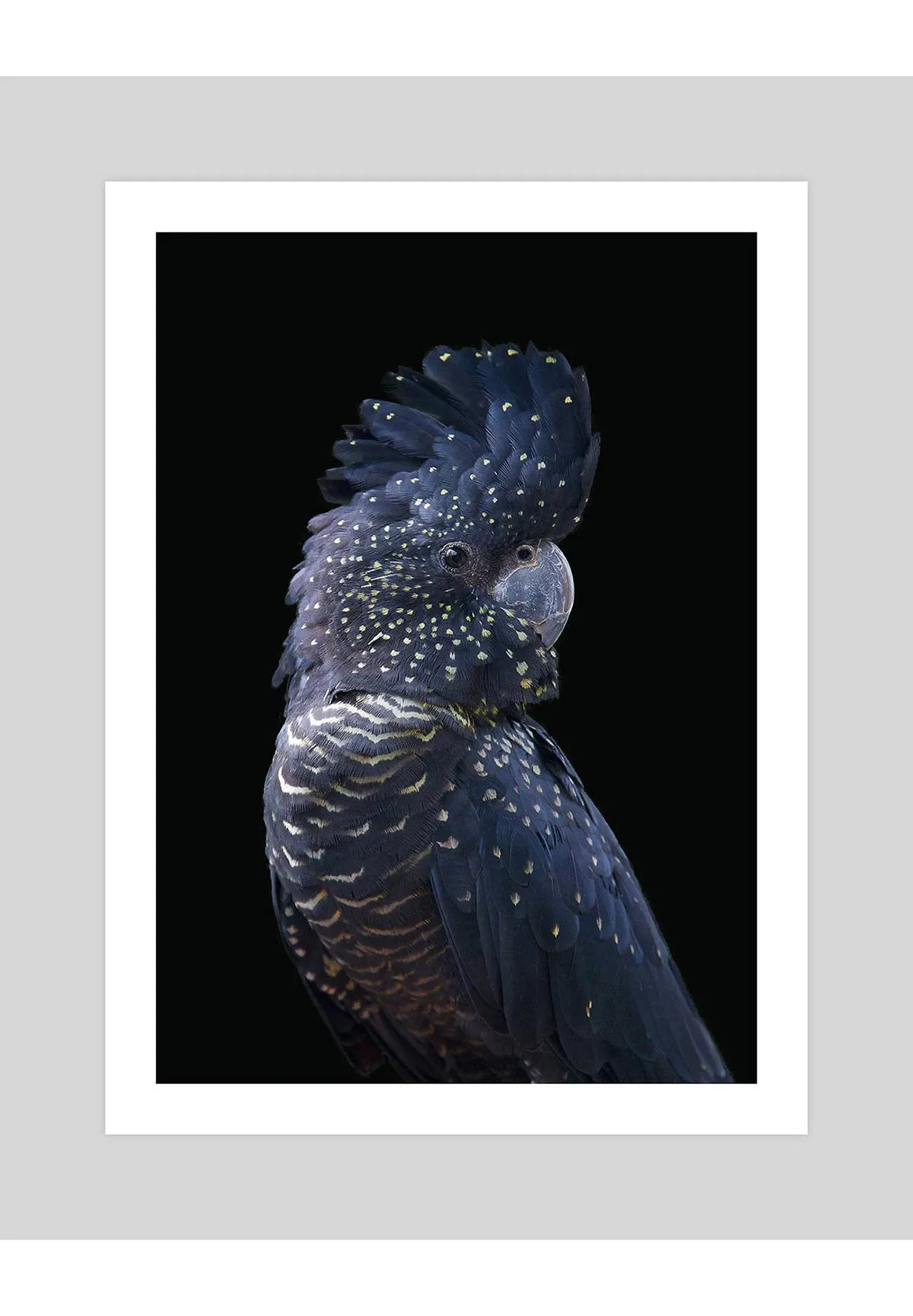 Blue Cockatoo