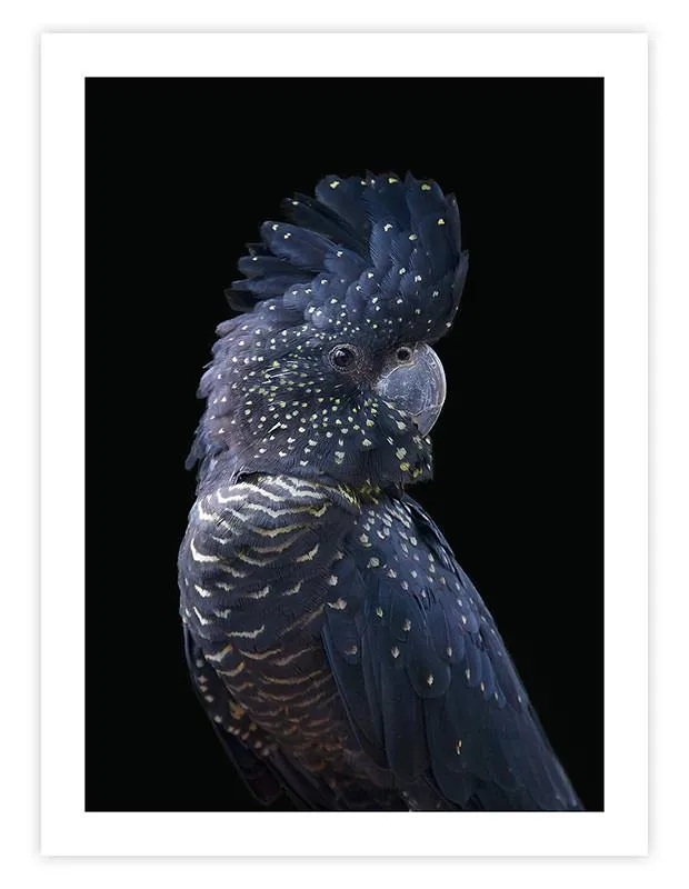 Blue Cockatoo