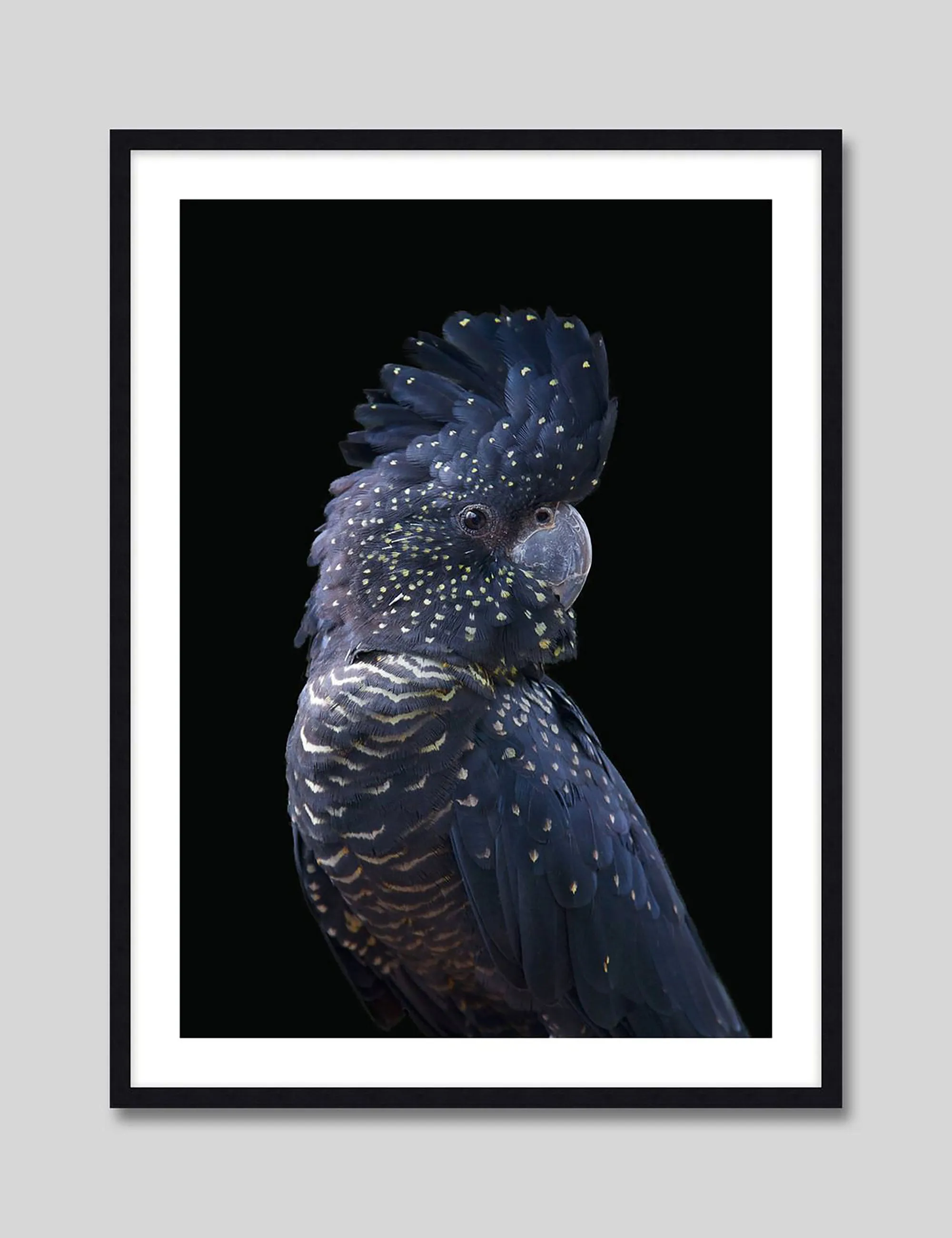 Blue Cockatoo